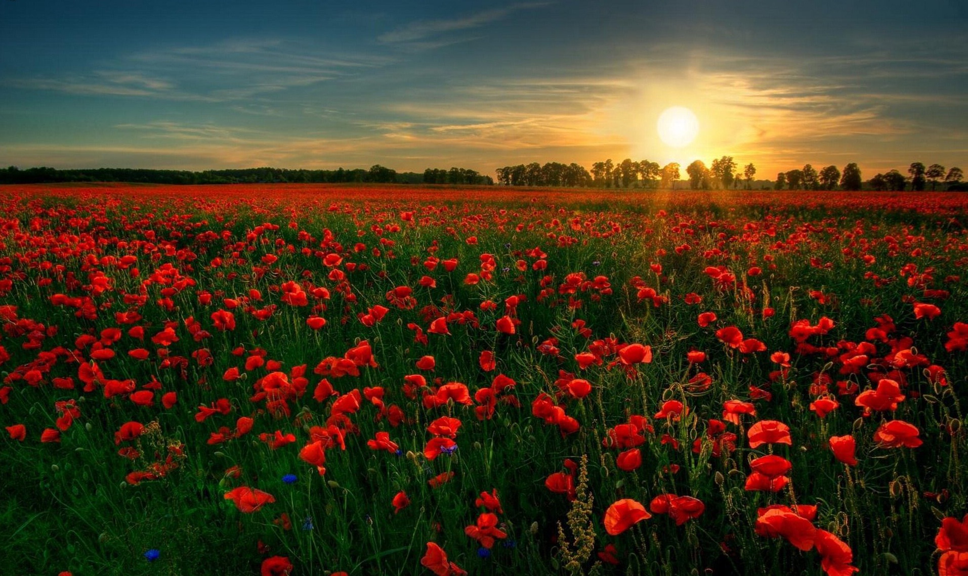 archív mak-zapad-slnka.jpg